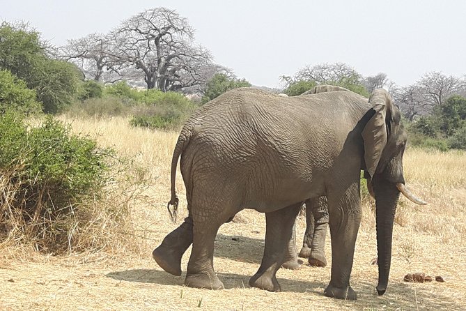 Selous Game Reserve, Mikumi And Ruaha National Park, Udzungwa Mountain 10 Days