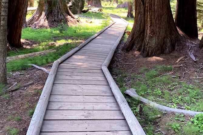 Semi Private Tour to Sequoia National Park With Lunch