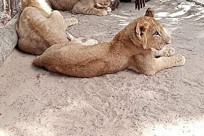 Senegal Private Tour 8 Days 7 Nights-Minimum 2 People to Book It