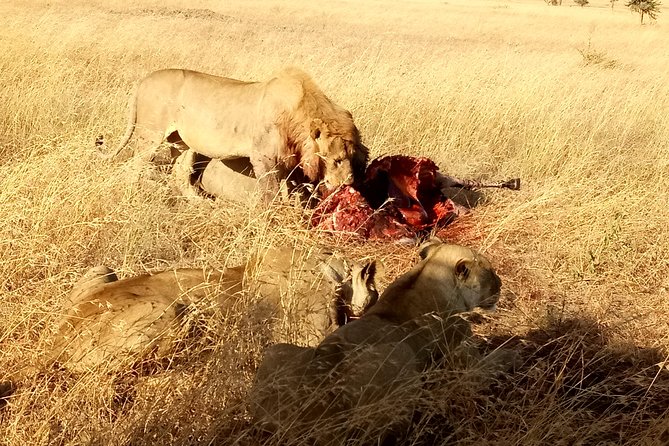 Serengeti Day Trip Safari From Mwanza Tanzania - Tour Overview