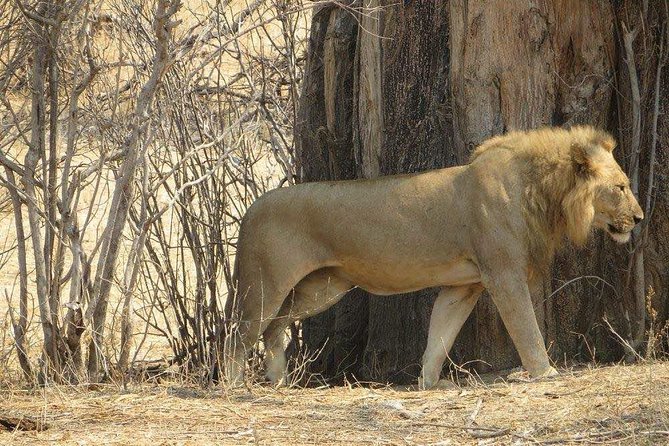 Serengeti N. Park_ Lake Manyara and Tarangire National Park