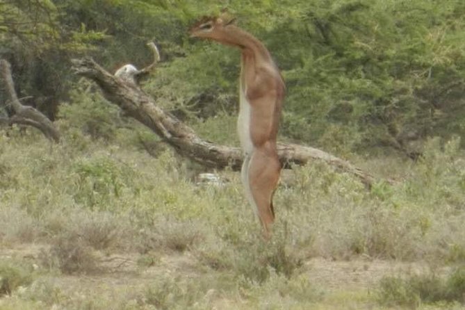 Serengeti National Park, Ngorongoro Conservation Area 3 Days Two Nights