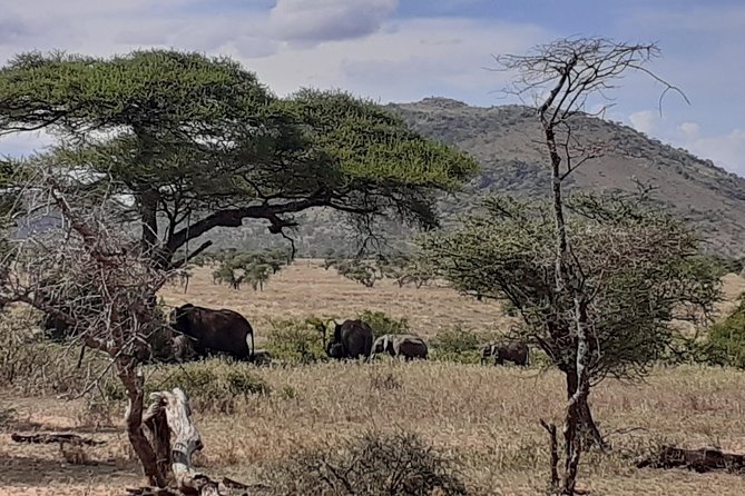 SERENGETI NATIONAL PARK Tour