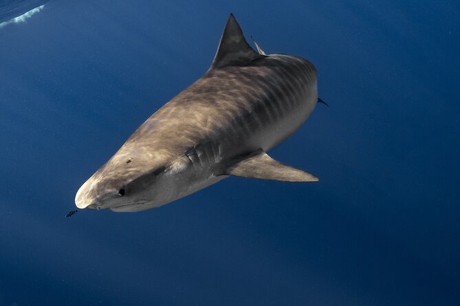 Shark Diving and Snorkeling in Oahu Hawaii