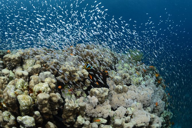 Shore Certified Diving - Two Dives - Overview and Ratings