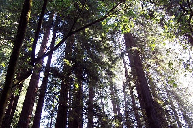 Shore Excursion: Guided Tour to Muir Woods With Roundtrip Journey