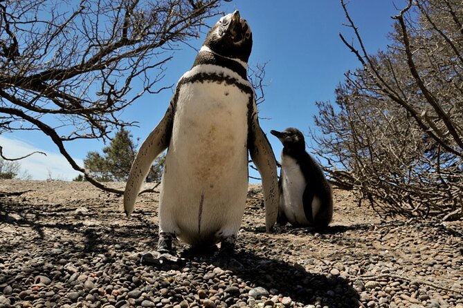 Shore Excursion to the Punta Tombo Reserve for Cruises