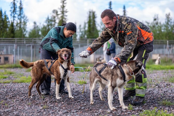 Short Norrbotten County Huskies Visit  – Kiruna