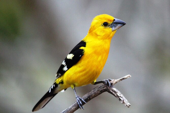 SIERRA Madre Highland Bird and Tuito