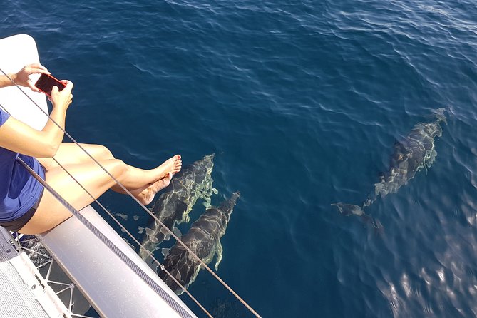 Sighting Dolphin Trip Estepona, Marbella
