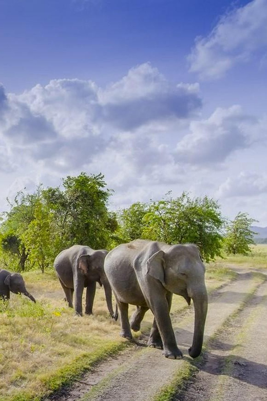 Sigiriya Fortress and Habarana Safari, Day Tour From Colombo - Sigiriya Rock Fortress