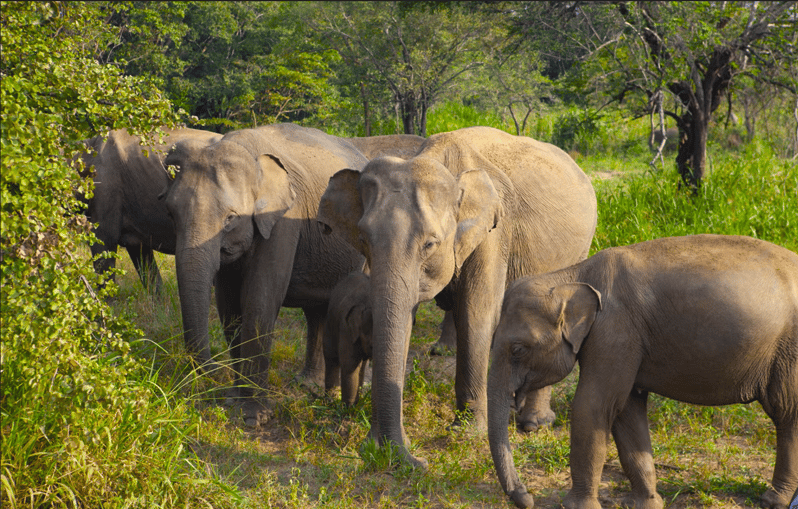 Sigiriya Fortress and Habarana Safari, Day Tour From Colombo - Itinerary Highlights