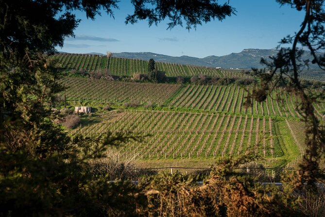 Silva Winery Private Wine & Food Pairing Review
