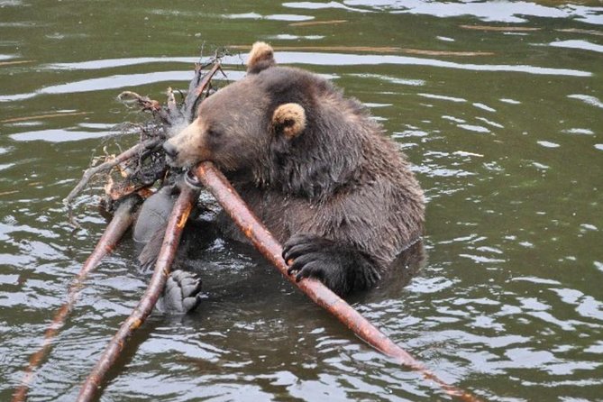 Sitka Shore Excursion: Bears, Raptor Center, & Totem Park Tour (Small Group)