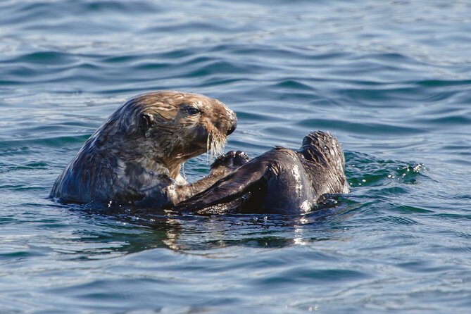 Sitka Shore Excursion: Whale-Watching and Marine Life Tour - Wildlife and Experience