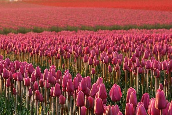 Skagit Valley Tulip Festival Day Trip From Seattle - Itinerary Highlights