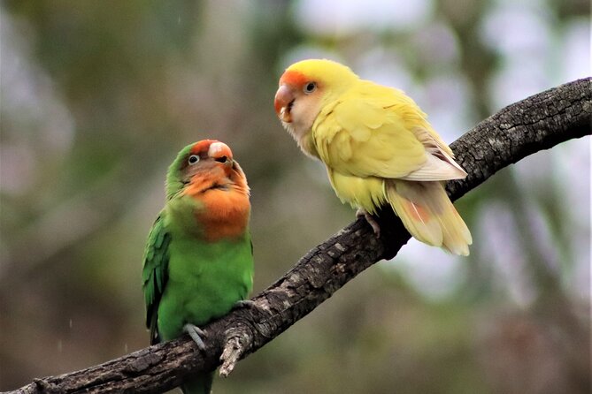Skip the Line: Birds of Eden Admission Ticket