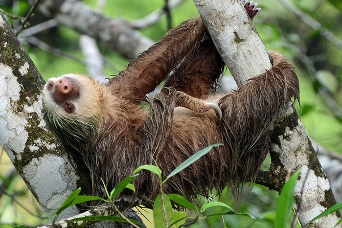 Sloth Adventure From Guanacaste