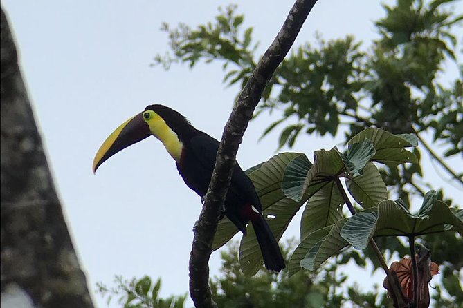 Sloth Tour and Wildlife Encounter