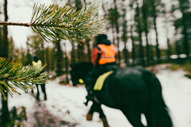 Small-Group Arctic Circle Horse Riding From Rovaniemi