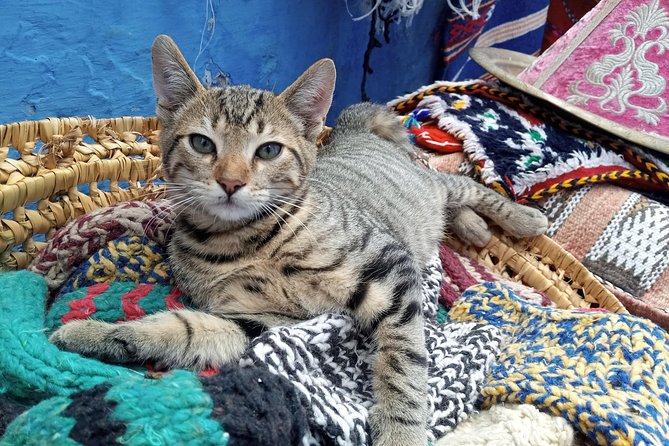 Small Group Day Trip Fez to Chefchaouen
