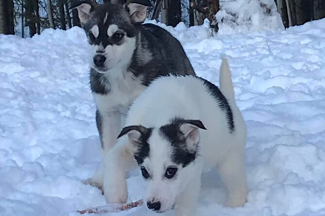 Small-Group Dog Sledding Experience in Sterling