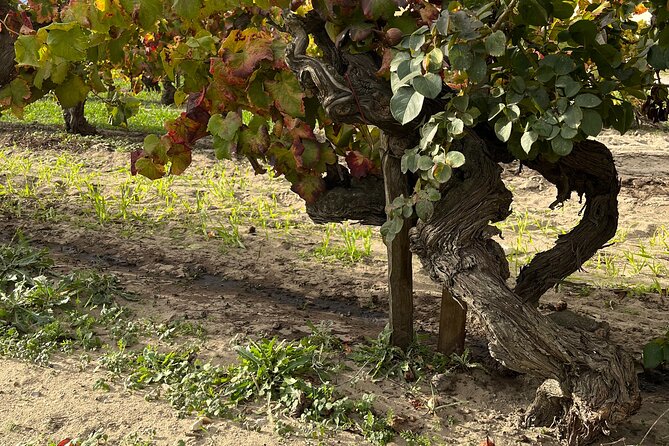 Small Group Half Day Camargue and Rosé Wine Tour From Montpellier