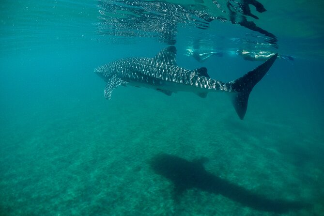 Small Group Snorkeling and Swim With Whale Sharks & Sea Lions in La Paz