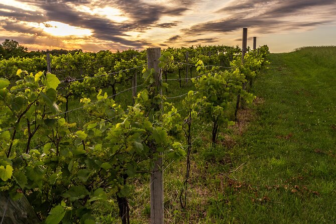 Small-Group Vineyard and Orchard Tour With Wine Tasting in Muscoda