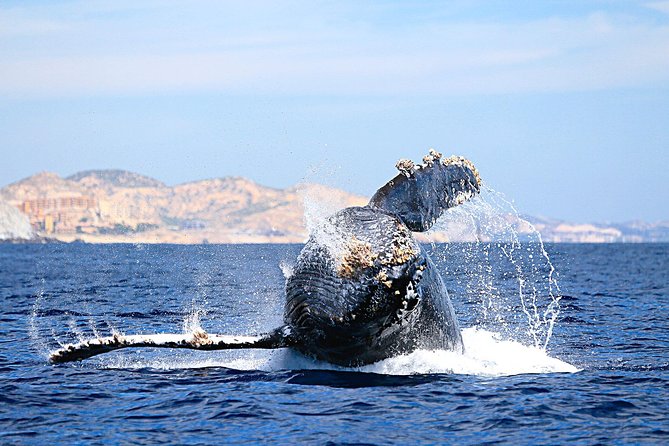 Small-Group Whale Watching Zodiac Boat Cruise in Cabo San Lucas
