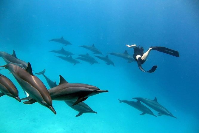 Snorkel at The Dolphin House Adventure In Hurghada