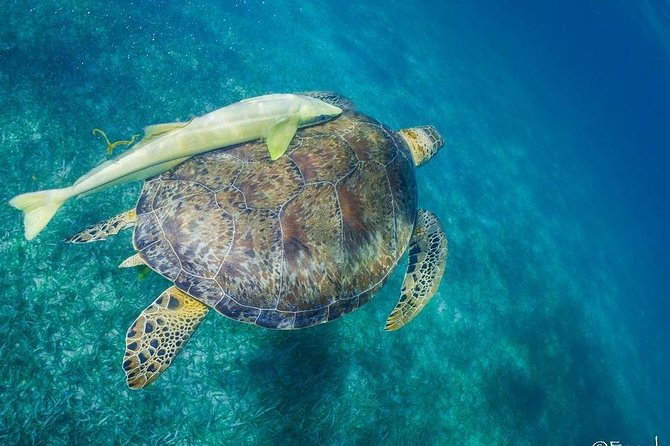 Snorkel Boat Tour in Search of Turtles