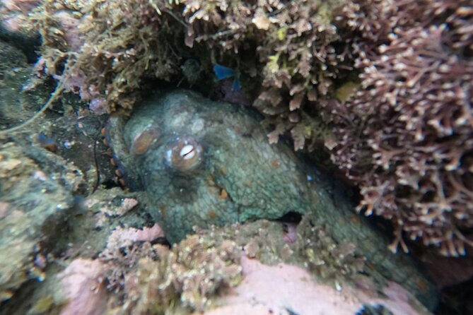 Snorkel San Diegos Mission Bay With a Marine Biologist
