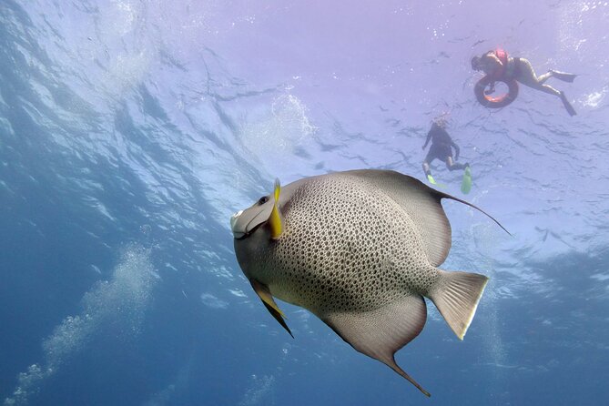 Snorkel Tour at Musa and Manchones Reef