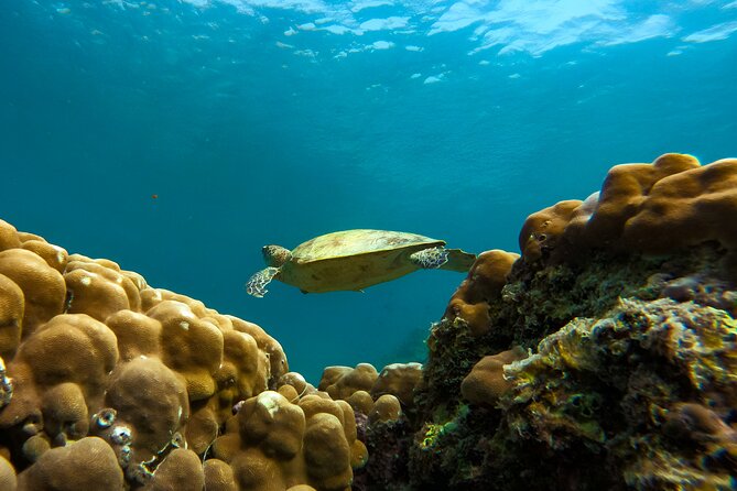 Snorkeling Experience at Ad Daymaniyat Islands in Muscat