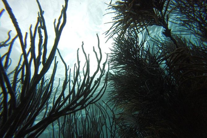 Snorkeling Tour (with Light Refreshments)