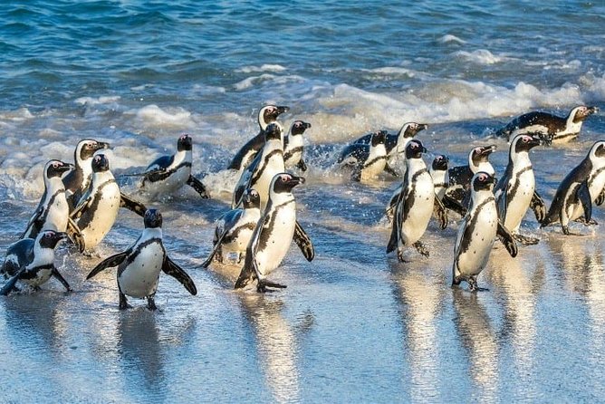 Snorkeling With Seals and Cape Peninsula Full-Day Private Tour