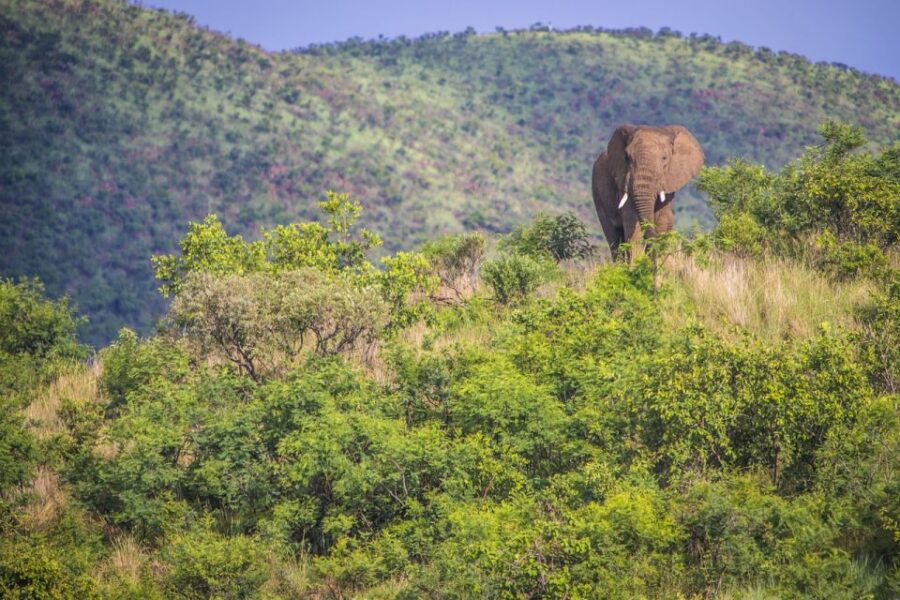 South Africa Joburg: Pilanesberg National Park Day Tour