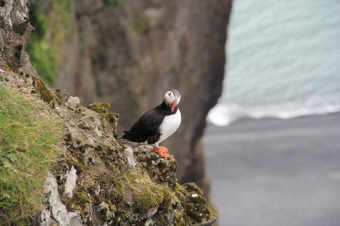 South Iceland Tour of Waterfalls, Black Sand Beaches & Dyrholaey