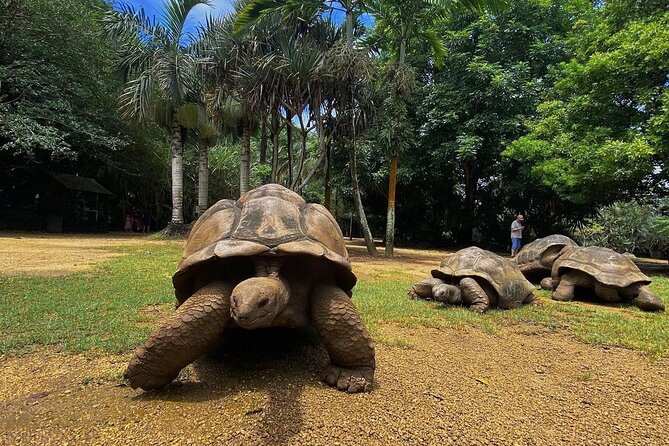 Southern Tales: Full-Day Incl Crocodile Park & 23 Colored Earth