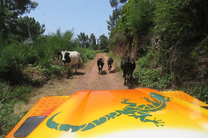 Southwest of Madeira and Calheta Paul Do Mar 4×4 Full-Day Tour