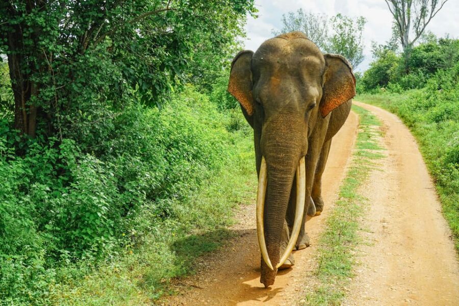 Sri Lanka 5-day Country Side Tour