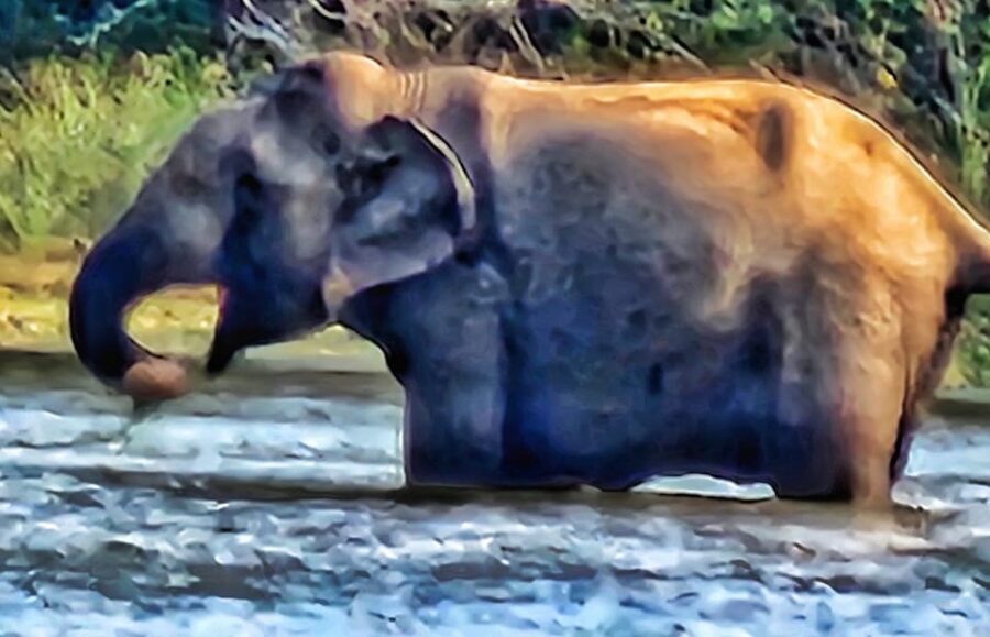 Sri Lanka: Private Multi Day Tour . 06 Days 05 Nights.