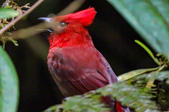 Sta. Rita Waterfall: Observation of Endemic Birds