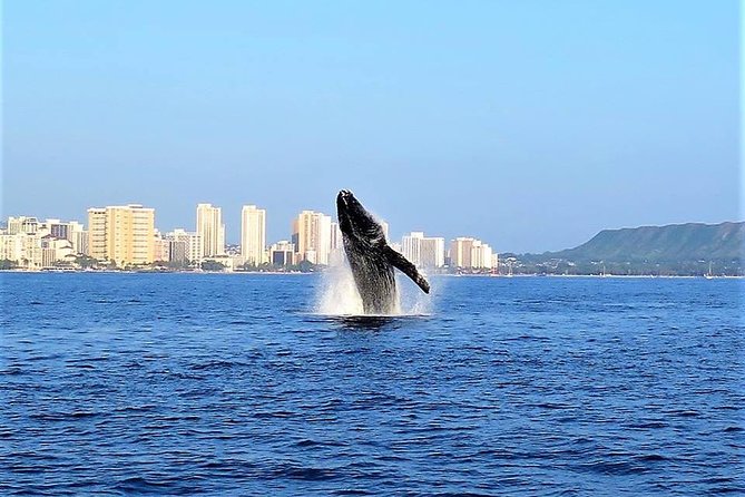 Sunset Whale Watch in Waikiki, Whales Guaranteed