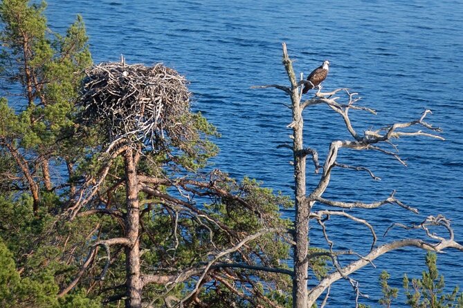 Survival Hike and Tour of Tyresta National Park