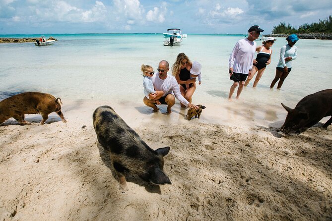 Swim With the Pigs! Half Day Harbour Island Private Boat Tour