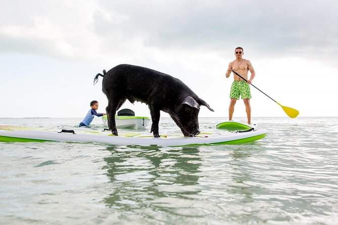 Swimming Pigs of Rose Island & Sea Turtle Viewing Group Tour