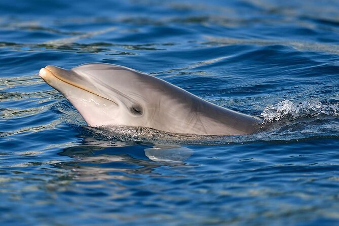 Swimming With Dolphins in Sharm El Shaikh