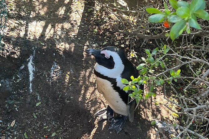 Table Mountain and Penguins Half Day Shared Group Tour